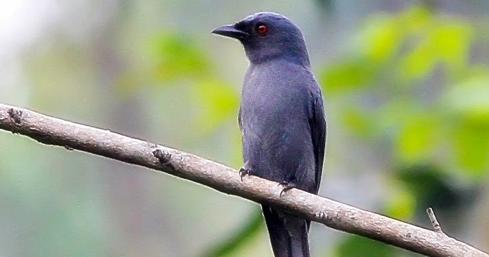 Burung Srigunting Batu Kenariku
