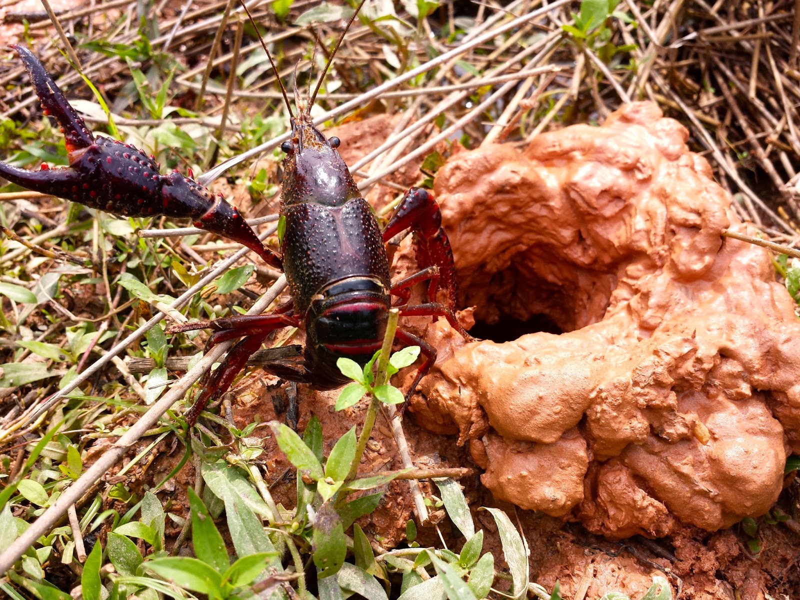Hoot Owl Karma Cajun Crayfish Invade the NC Museum of Art