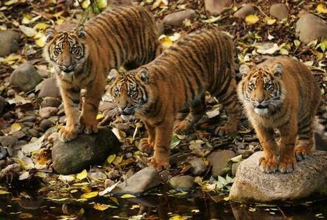 Sumatran Tiger Food,s ~ Flora Fauna