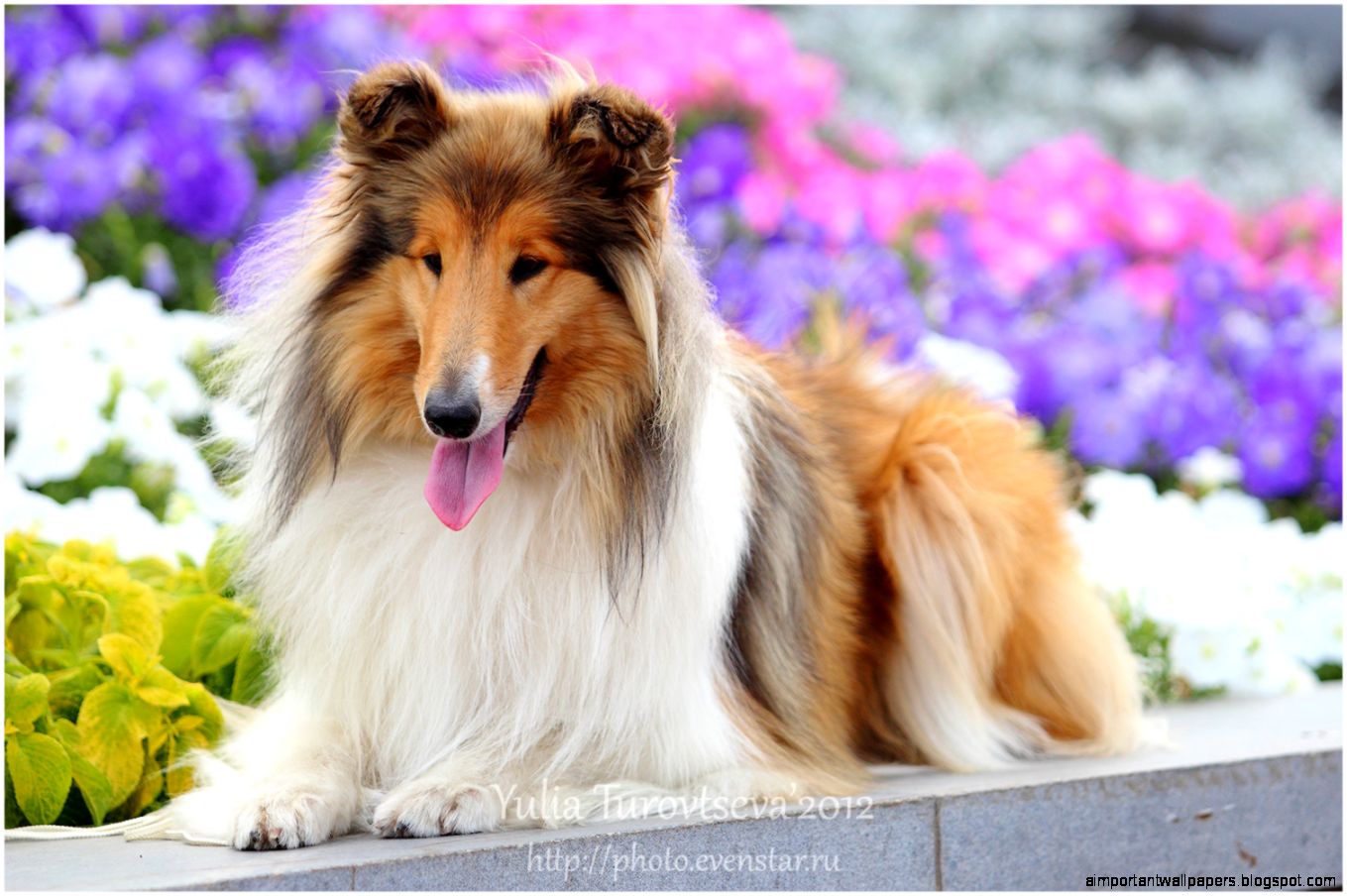 Collie Rough dog in flowers photo and wallpaper Beautiful Collie Collie Rough dog in flowers photo and wallpaper Beautiful Collie