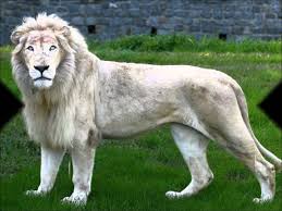 León blanco