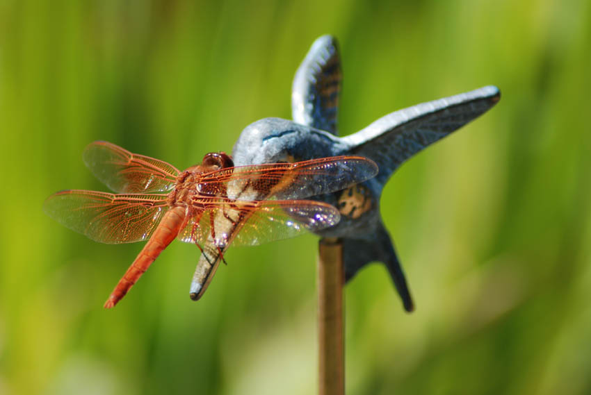 Aquascape Your Landscape Dragonflies The Devil's Darning Needle