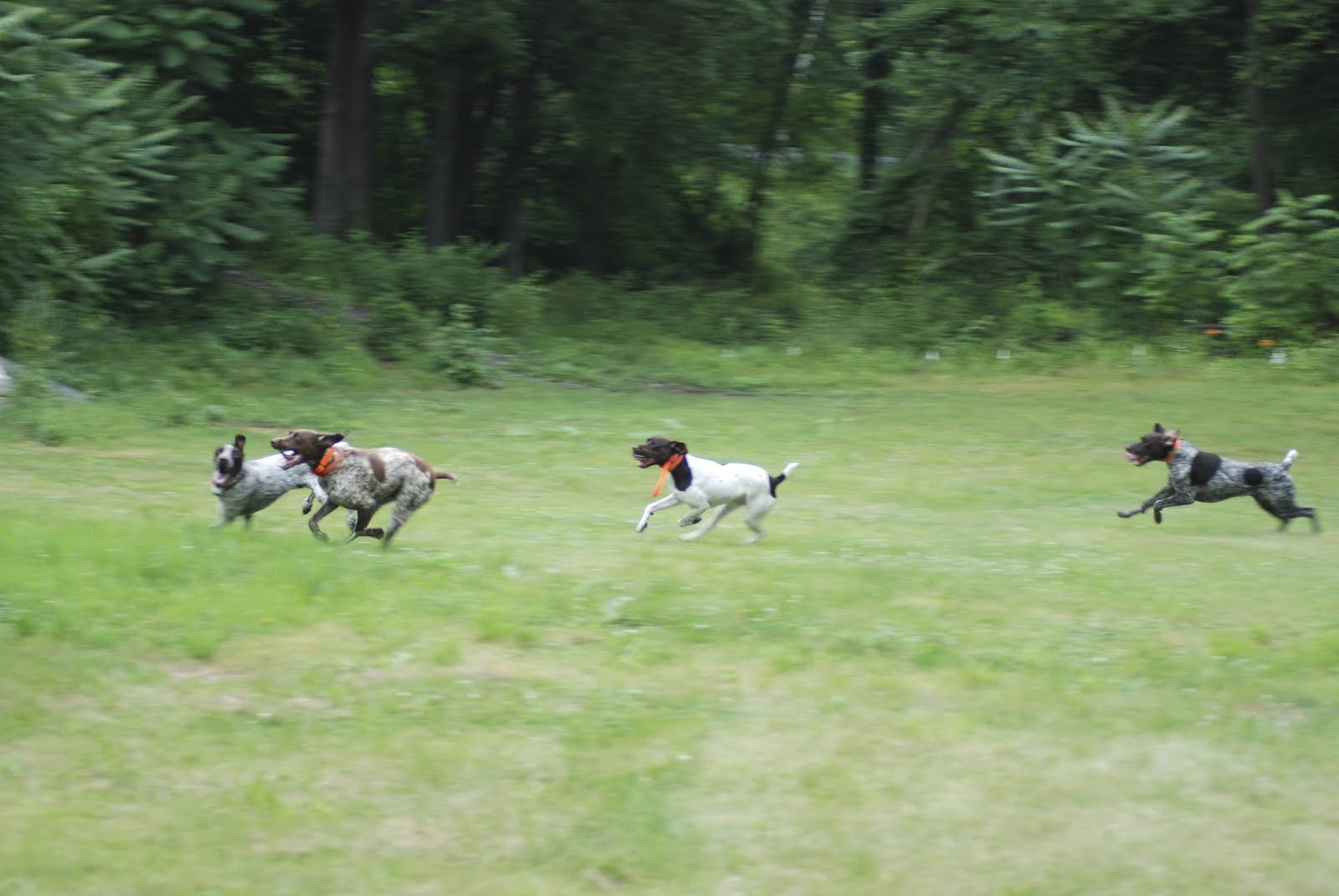 Adventures of a GSP Hunting Dog GSP Dog Party!