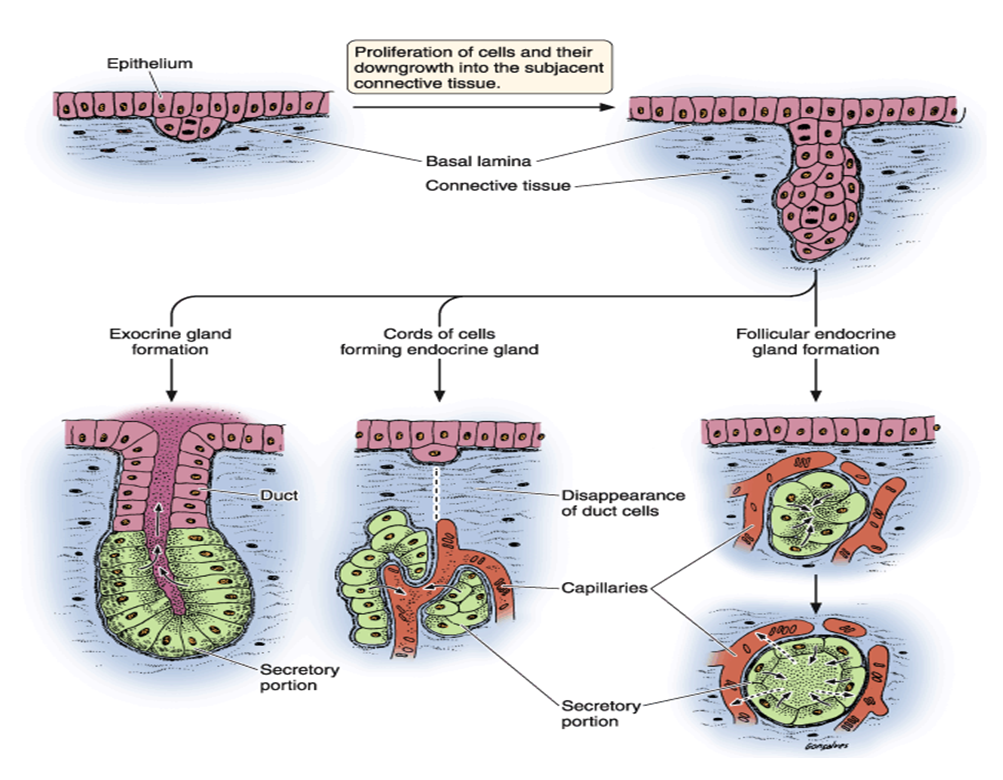 MBBS Medicine (Humanity First) EPITHELIUM