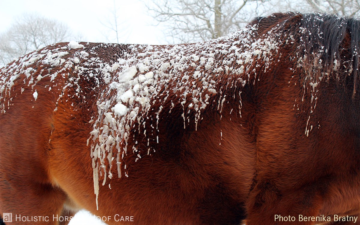 al Holistic Horse & Hoof Care Thermoregulation in horses in a cold