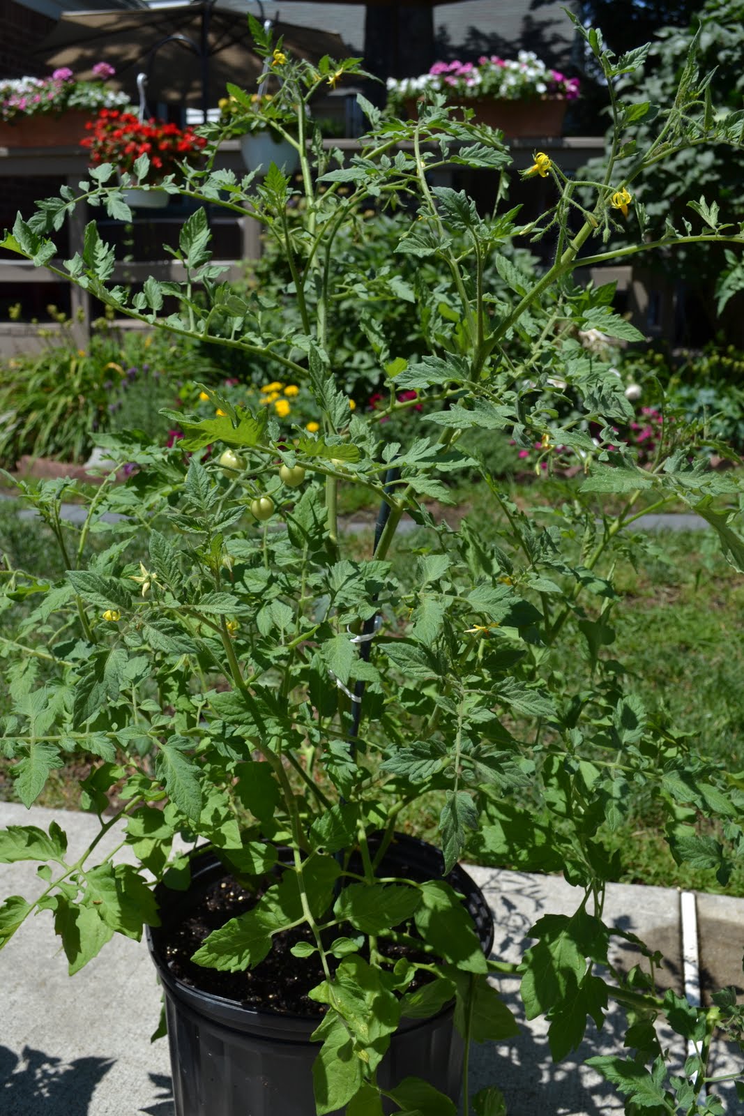 Kitchen Catharsis: Attack of the Roasted Cherry Tomato Plants