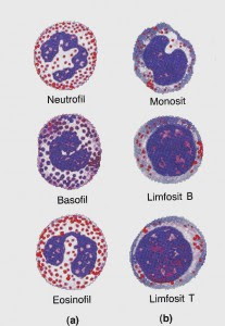Welcome: Jenis - Jenis Leukosit