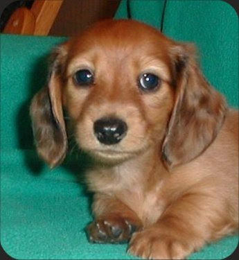 miniature long haired dachshund puppies for sale. miniature long haired