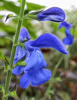 To sow or not to sow? That is the question…