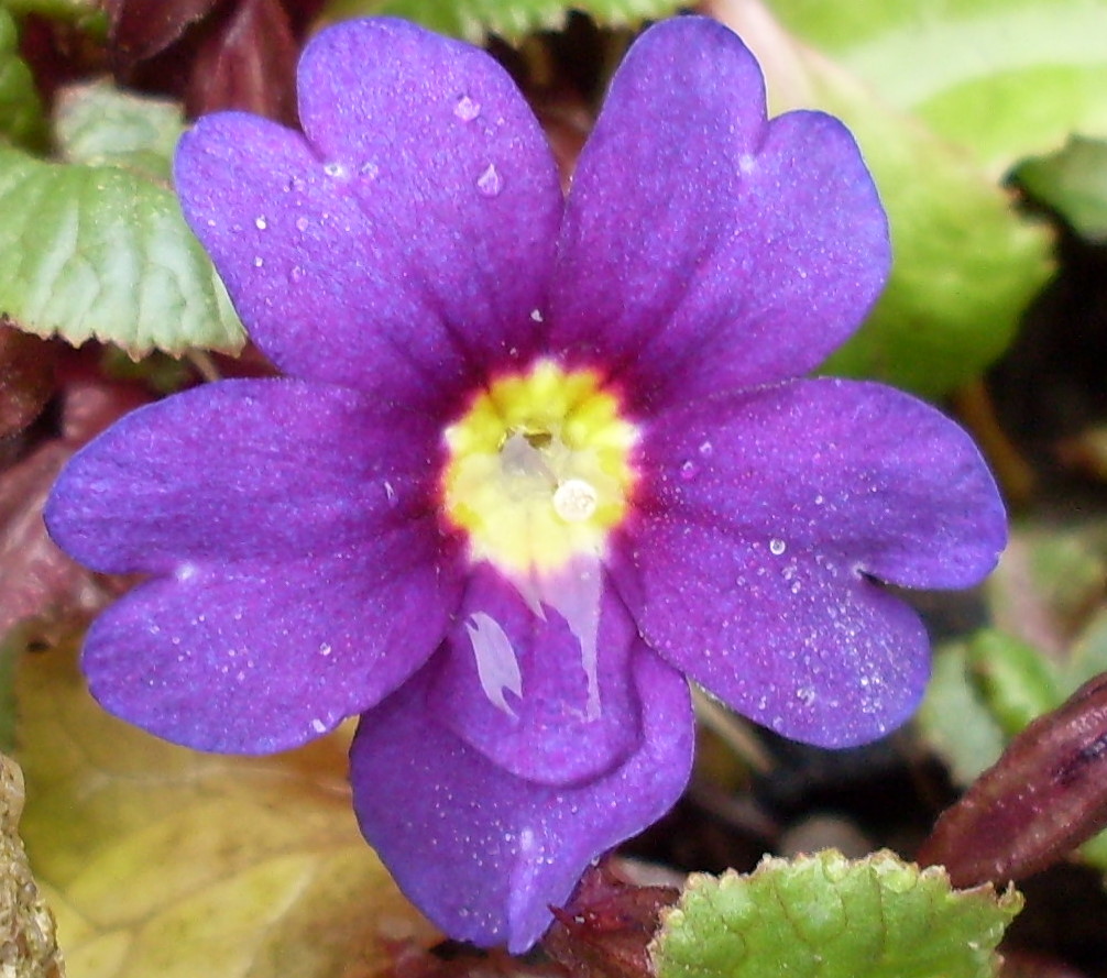 gillyflower: Flower Photos