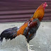 Caratahu Cara Melatih Ayam Bangkok Supaya Otot Ototnya Kuat Caratahu Cara Melatih Ayam Bangkok Supaya Otot Ototnya Kuat