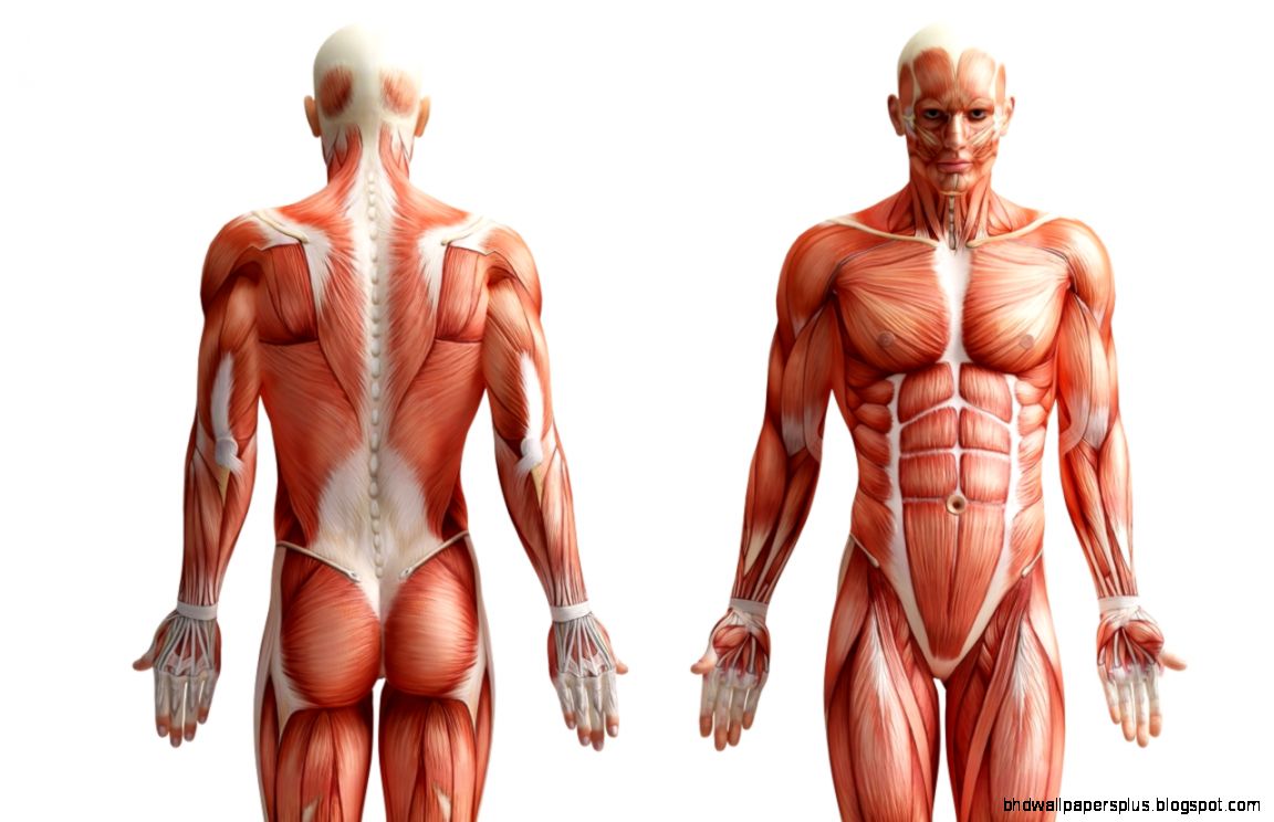 Javier Christopher Intro to Anatomy Javier Christopher Intro to Anatomy