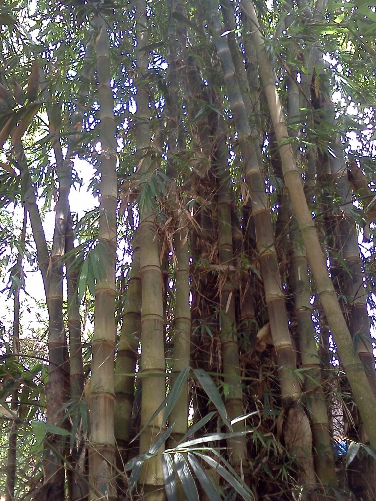 Bambu Apus