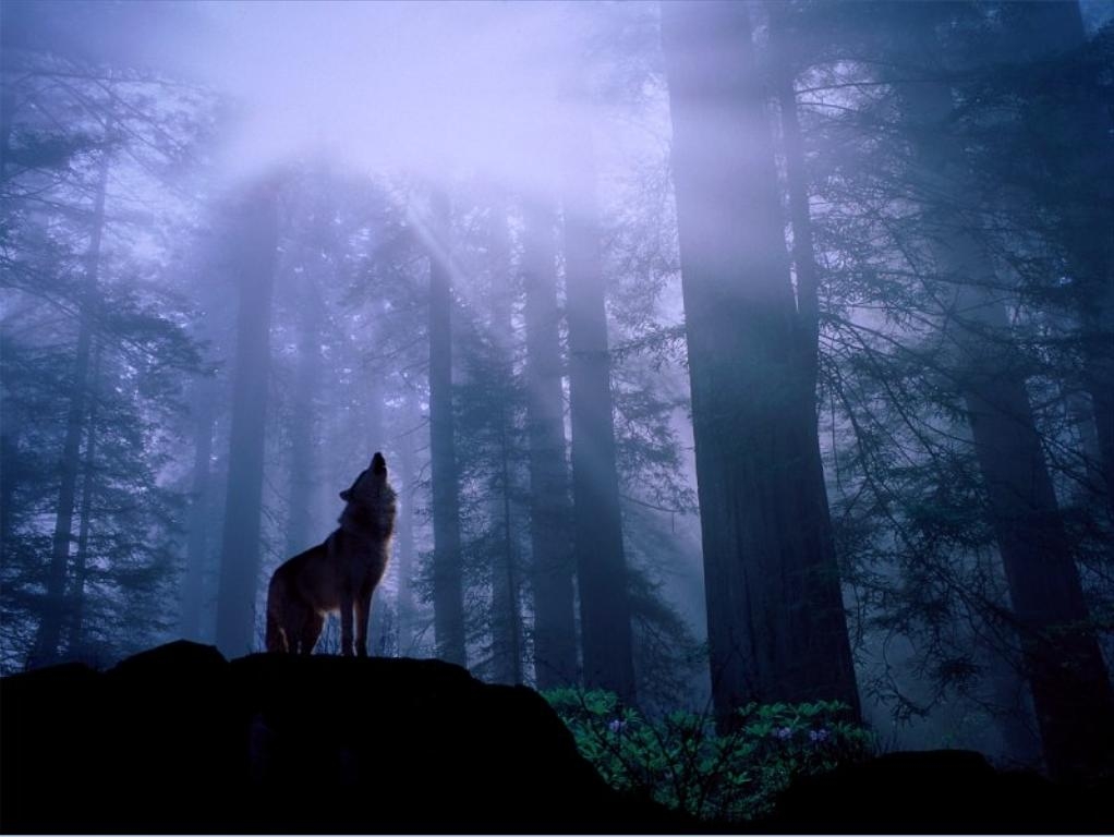 Wolves+image.jpg