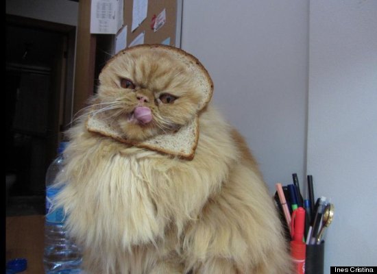 gatos pão