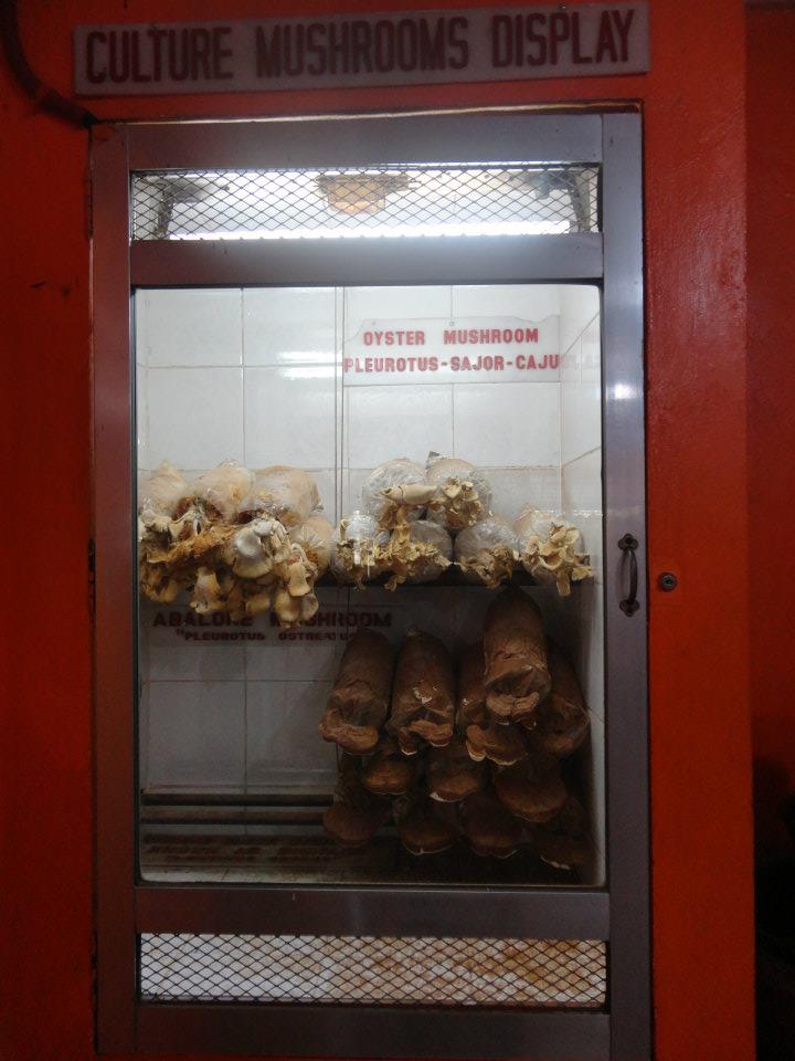 brokebackpacker TAGAYTAY MUSHROOM BURGER