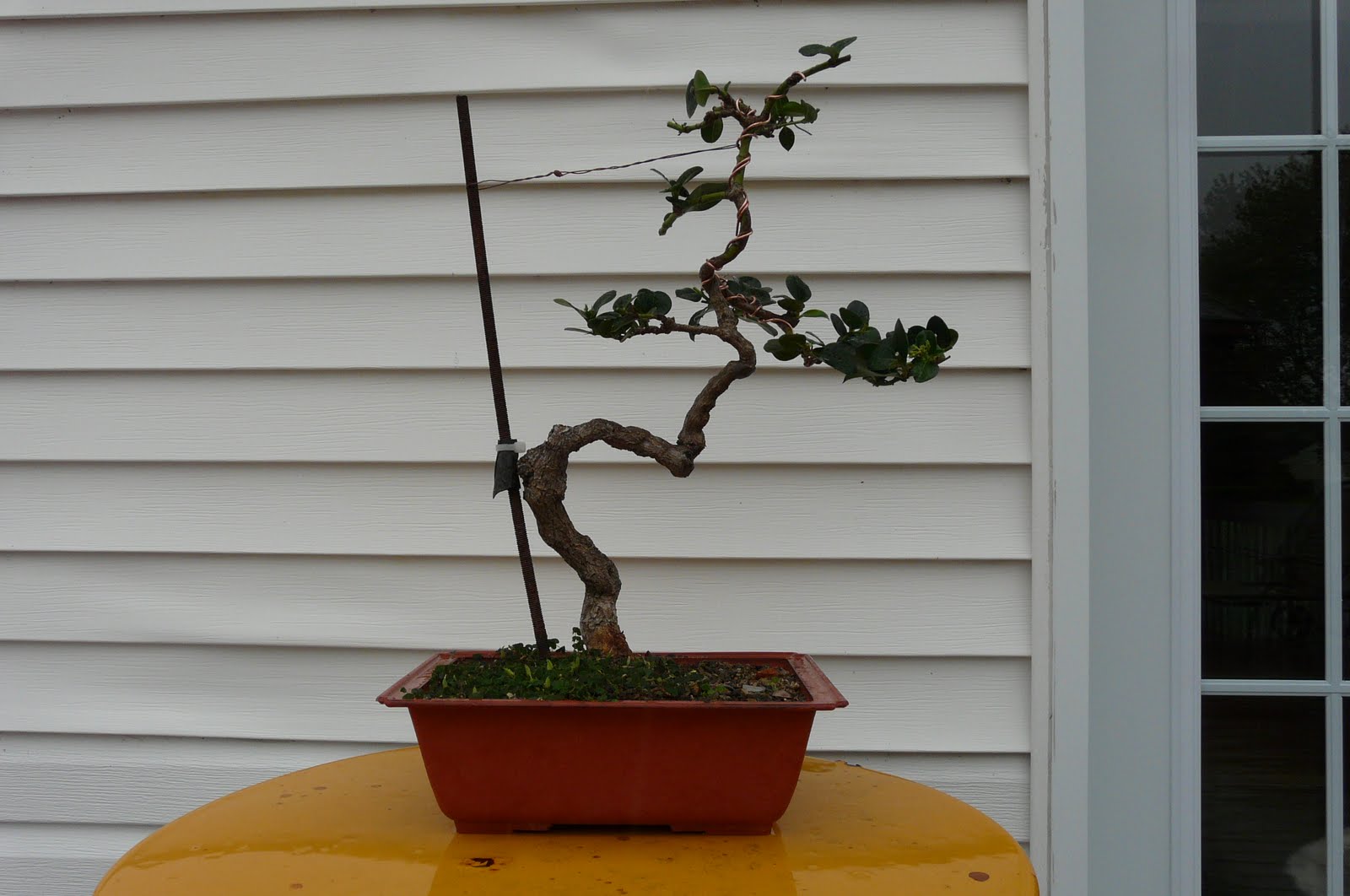 Bonsai au Québec Transformation d'un bonsai Carissa de forme cascade