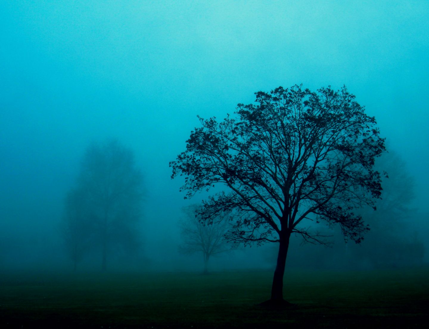 Blue Fog Nature Blue Fog Nature