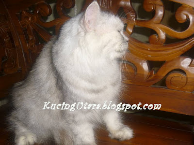 Kucing Utara: May 2012