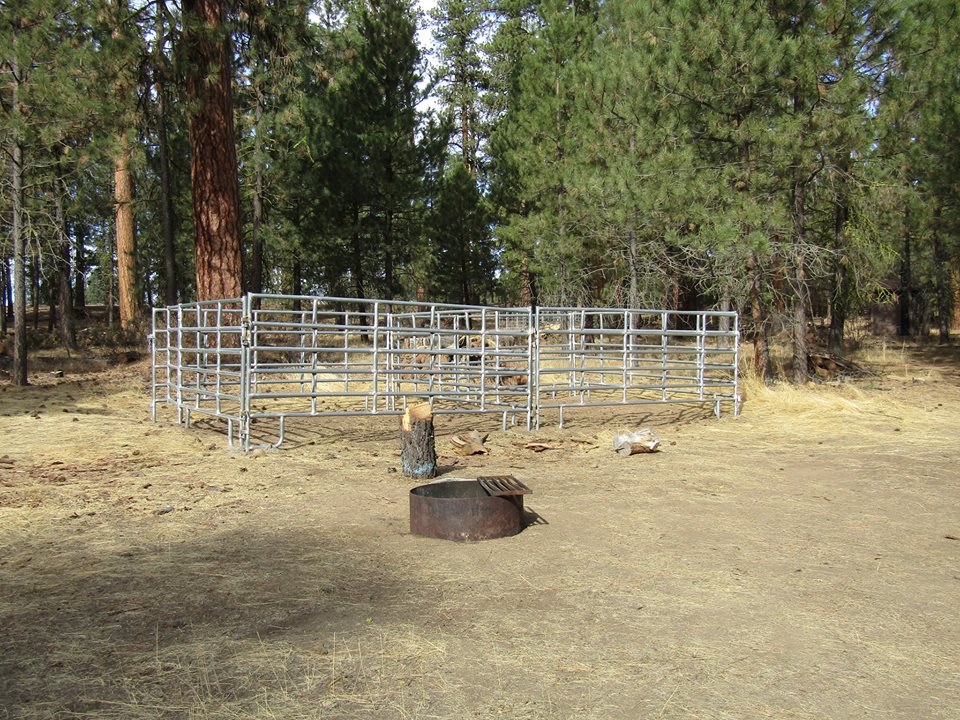 Holly Blogs Her Adventures Allen Creek Horse Camp, Close Encounters