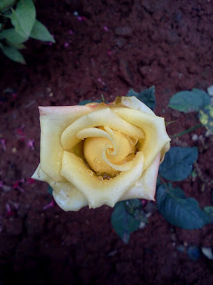 yellow rose after rain