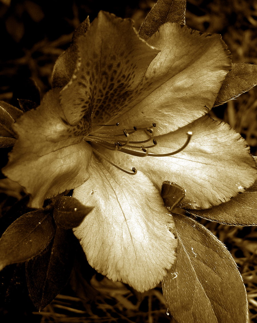 Still I Am One The last mystery