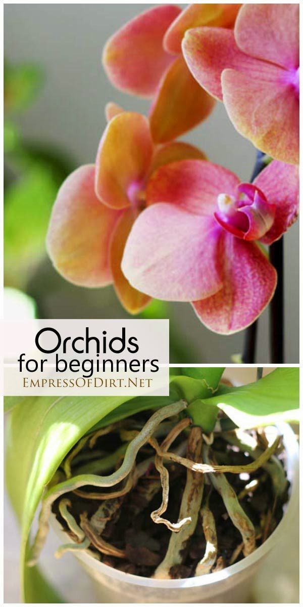Orchids for Beginners Gardening Things