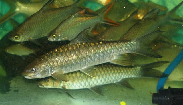 Mancing Mania Ikan Kelah Tengas Dan Lampam Sungai Slim Slim River