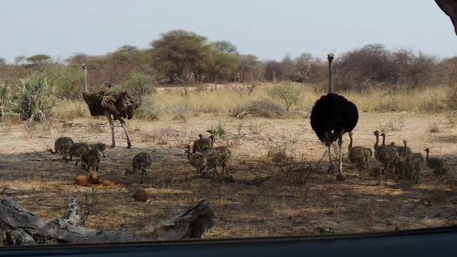 rencontres animalières