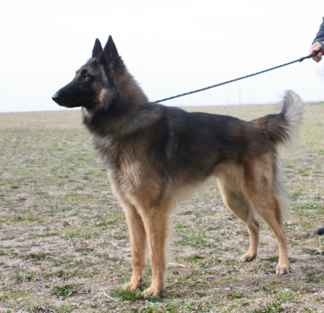 lesurvivaliste: Le choix du chien de sécurité. lesurvivaliste: Le choix du chien de sécurité.