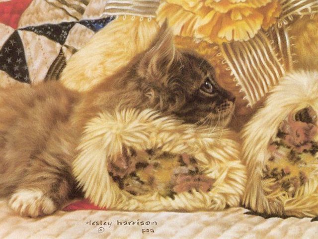 xcitefun gatinhos animais