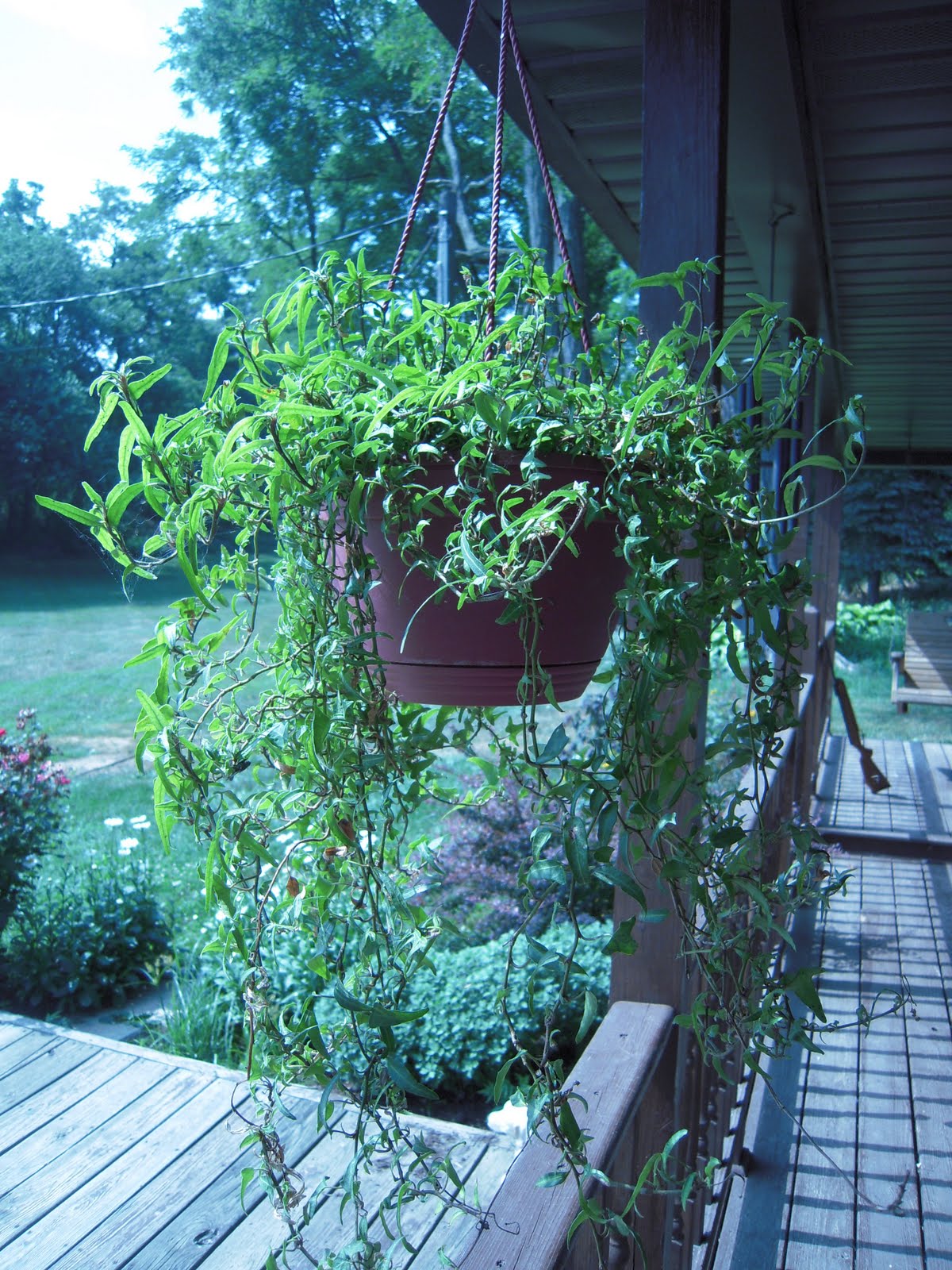 Thrifty Pals Plant Clearance at Lowes!