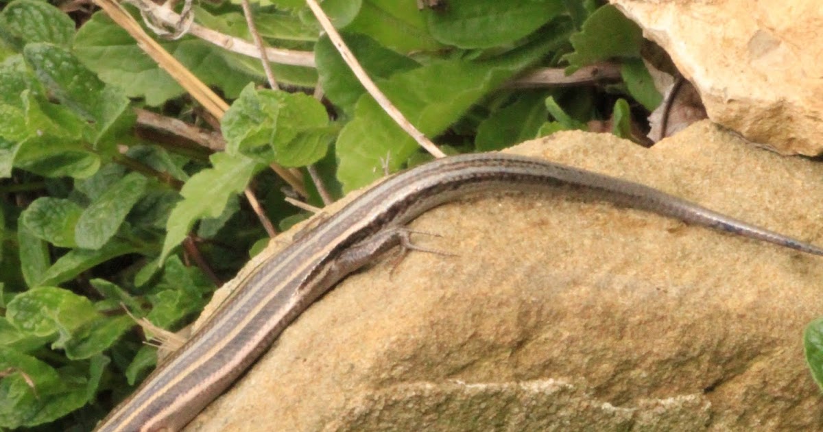 Genealogy Pilgrimage & Stories Along the Way Vomiting Lizards