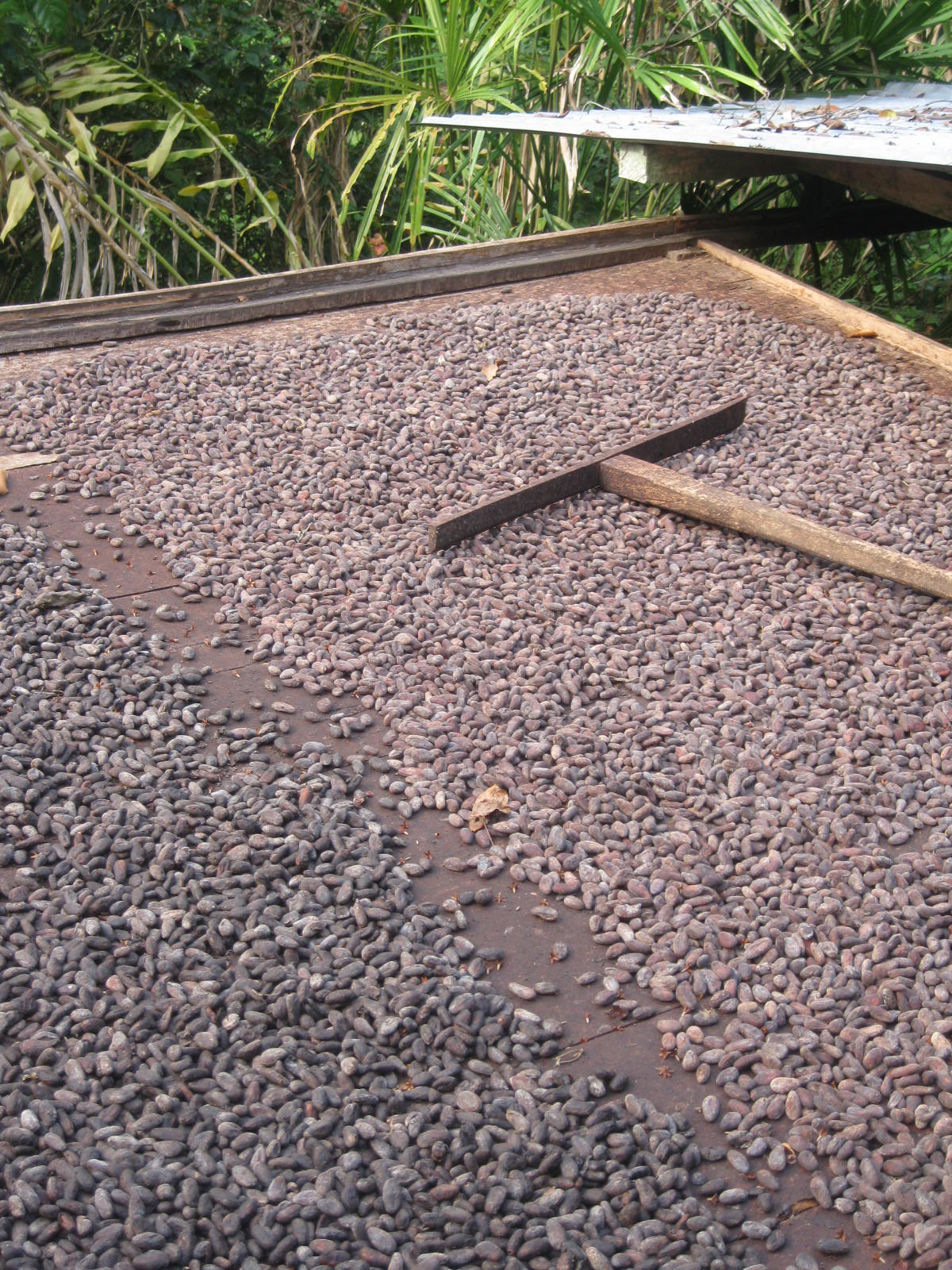 Cocoa Bean Fermentation
