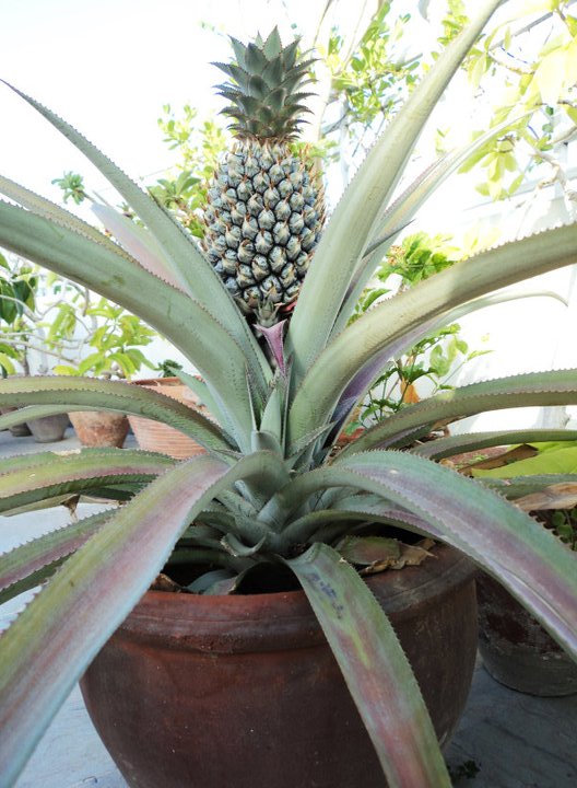 Crops In Pots December 2011