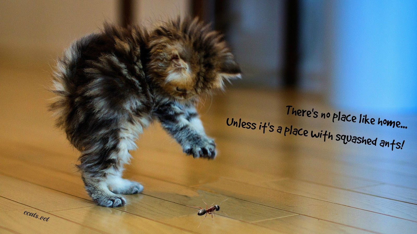 Exclusively Cats Veterinary Hospital Blog Cats, ants and martinis