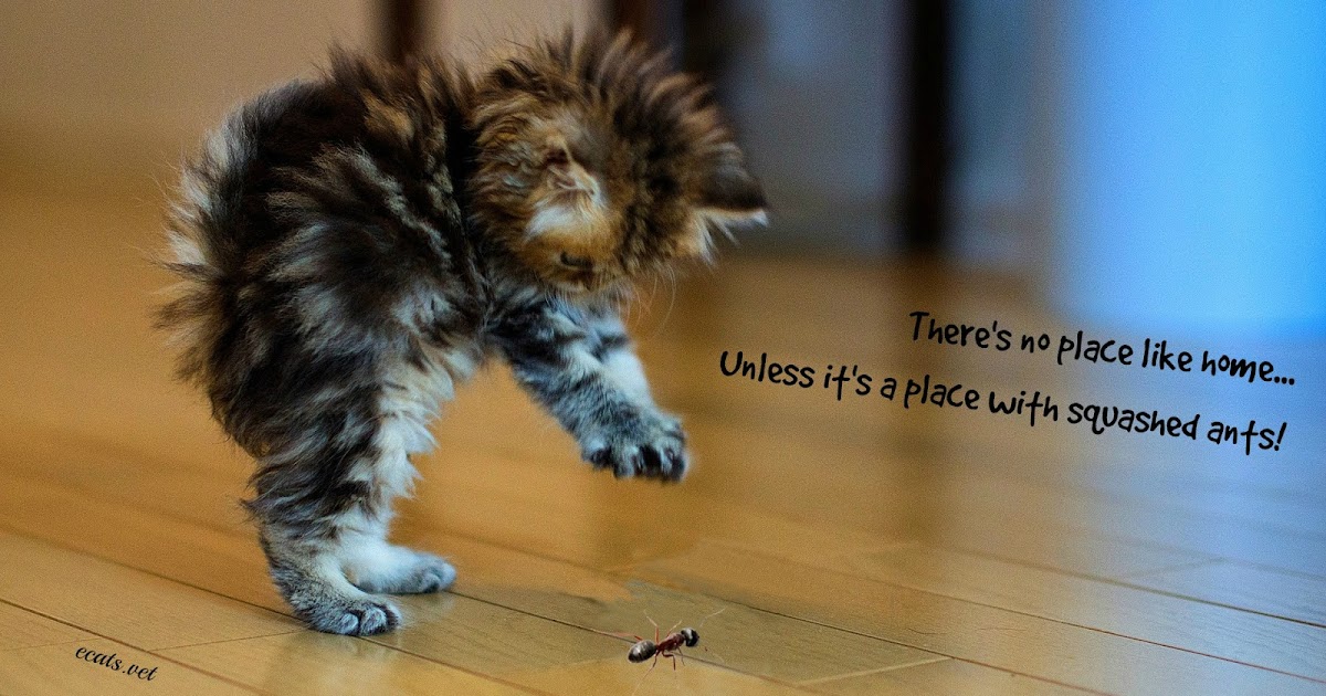 Exclusively Cats Veterinary Hospital Blog Cats, ants and martinis what's the connection?