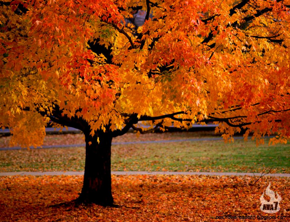 Fall Trees Fall Trees