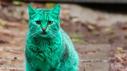 Un extraño gato verde esmeralda aparece en las calles de Bulgaria