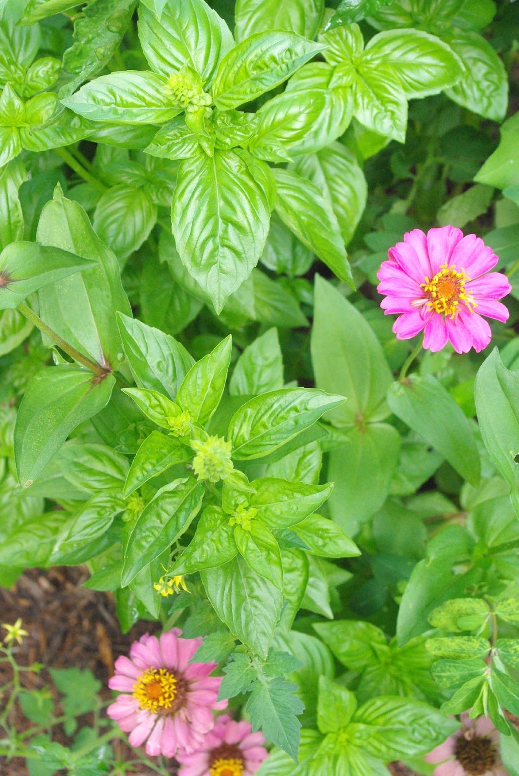 A View From The Cottage A Look Back at Summer 2012