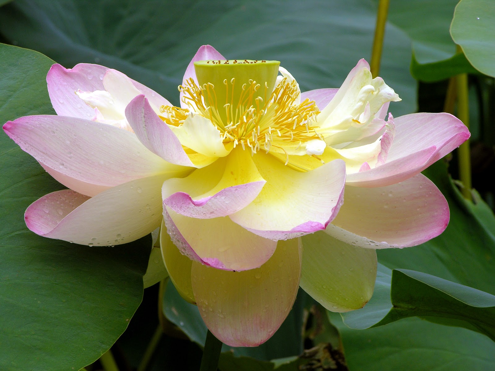 Lotus Plant