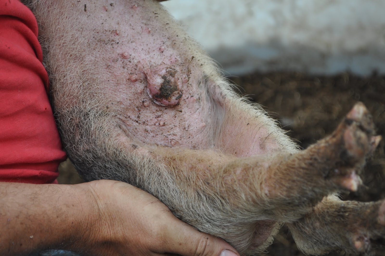 Pig Skin Hernia Patch