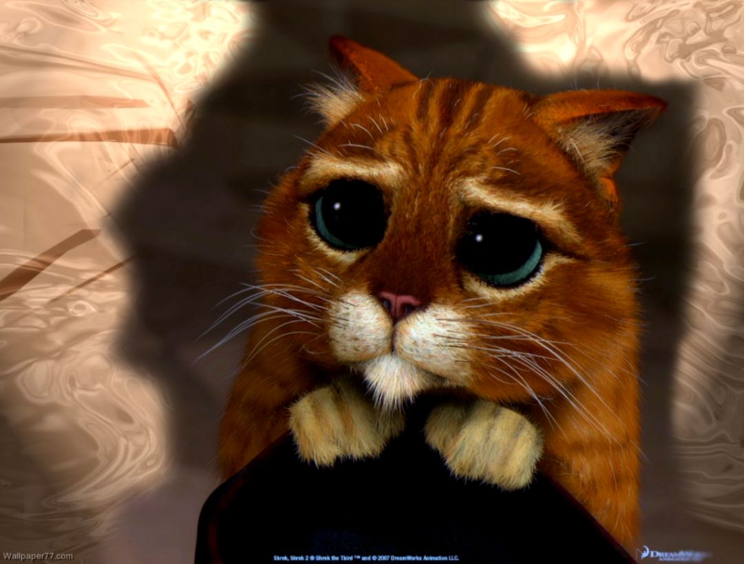 HD Funny And Cute Cat Wallpapers –