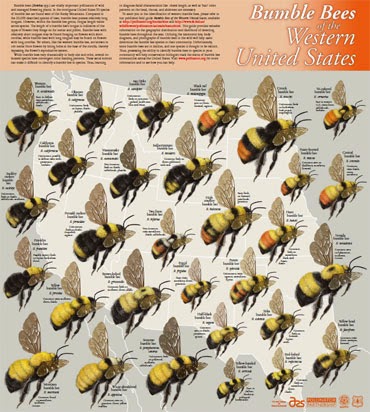 bees birds amp butterflies bumblebees of thurston county wa bumble bee identification chart