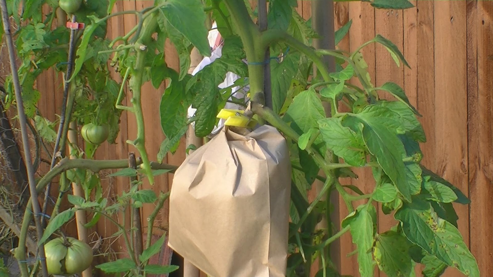 Vegetable Garden for the World Giant Beefsteak Tomato How to Grow for