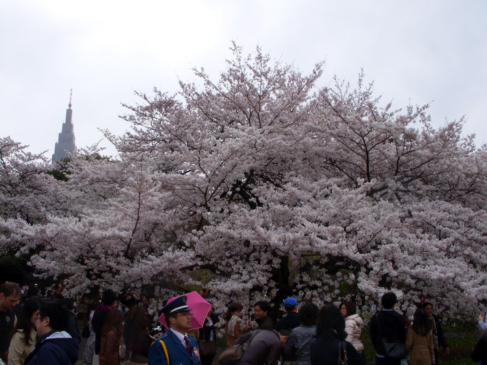 Buy Oriental Paperbush Flower Extract Powder Edgeworthia