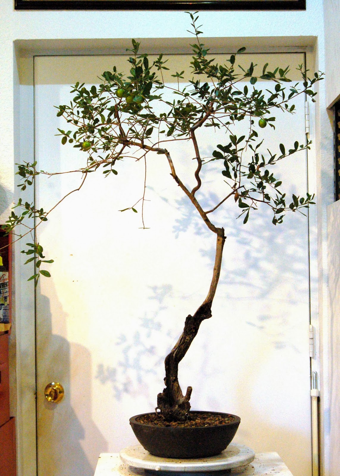 Heart of Texas Bonsai Texas Persimmon 4 burned out hollow trunk