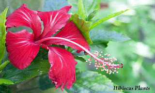Caring for Hibiscus Plant