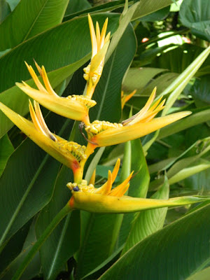 Heliconia psittacorum Golden Torch at Diamond Botanical Gardens Soufriere St. Lucia by garden muses-not another Toronto gardening blog
