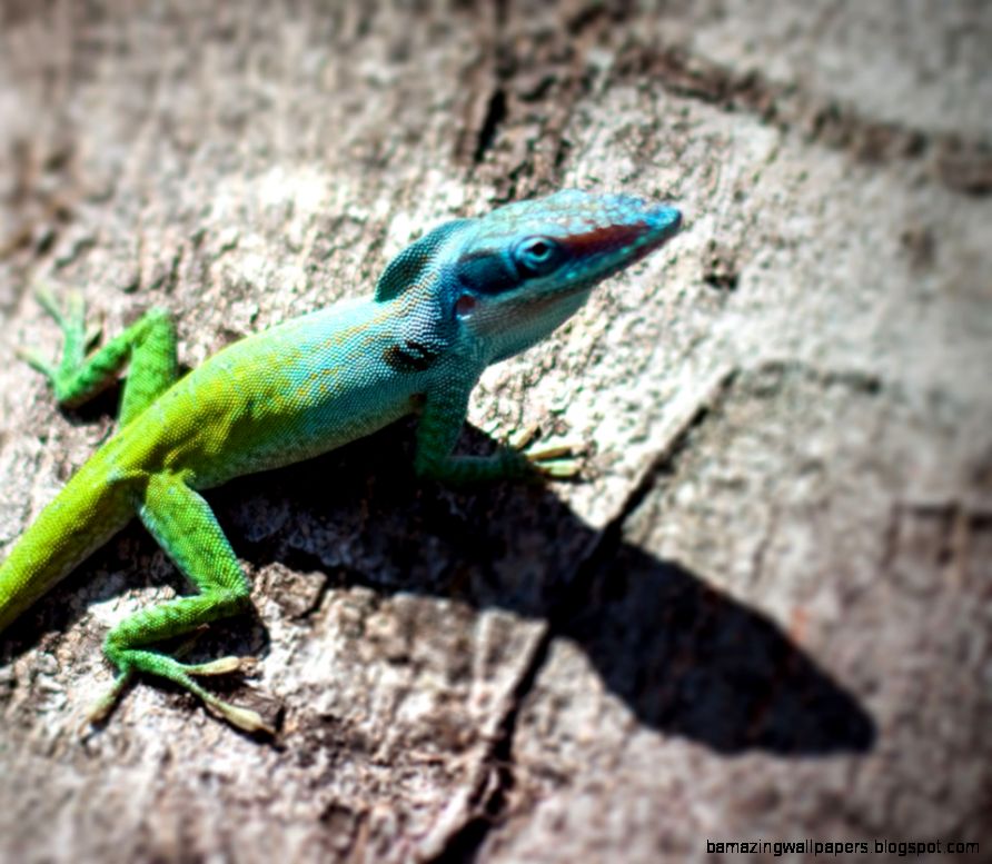 Colorful Lizard Colorful Lizard